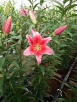 [5170 Amarossi No02.JPG]